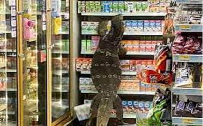 این مارمولک شش پای عظیم الجثه در قفسه های سوپرمارکت چه می کند؟!