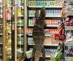 این مارمولک شش پای عظیم الجثه در قفسه های سوپرمارکت چه می کند؟!