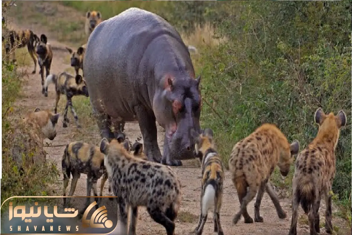 مستند حیات وحش؛ کفتارها زورشون به اسب آبی نرسید ایمپالا رو جاش دریدن