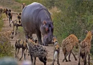 مستند حیات وحش؛ کفتارها زورشون به اسب آبی نرسید ایمپالا رو جاش دریدن