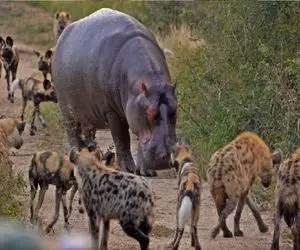 مستند حیات وحش؛ کفتارها زورشون به اسب آبی نرسید ایمپالا رو جاش دریدن