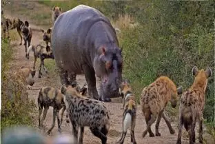 مستند حیات وحش؛ کفتارها زورشون به اسب آبی نرسید ایمپالا رو جاش دریدن