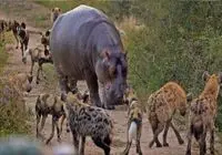 مستند حیات وحش؛ کفتارها زورشون به اسب آبی نرسید ایمپالا رو جاش دریدن