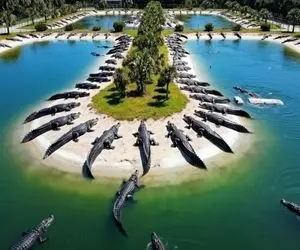 فرآوری کروکودیل؛ جزیره اختصاصی ساختن براشون هر دفعه یه دونه از فربه ها رو سیخ میزنن