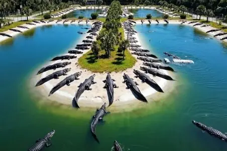 فرآوری کروکودیل؛ جزیره اختصاصی ساختن براشون هر دفعه یه دونه از فربه ها رو سیخ میزنن