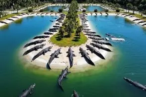 فرآوری کروکودیل؛ جزیره اختصاصی ساختن براشون هر دفعه یه دونه از فربه ها رو سیخ میزنن