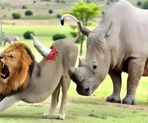 مستند حیات وحش؛ کرگدن دد مزاحمت های شیر رو برنتابید خوردش کرد