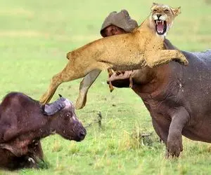 نارام زیان؛ بوفالو خودشو زد به موش مردگی شیر اومد تناولش کنه یهو اسب آبی درید