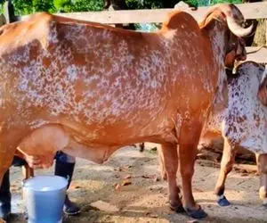 فرآوری گاو؛ گاوی که اندازه ماست بندی شیر میده شیرشون ندوشیدن تلو تلو میخوره