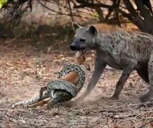 بر مدار وحش؛ طعمه دزدی کفتار از پیتون