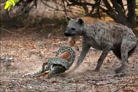 بر مدار وحش؛ طعمه دزدی کفتار از پیتون