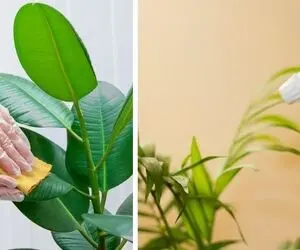 تمیز کردن اصولی برگ گیاهان آپارتمانی / درخشندگی و زیبایی گیاهان خونه رو چند برابر کن