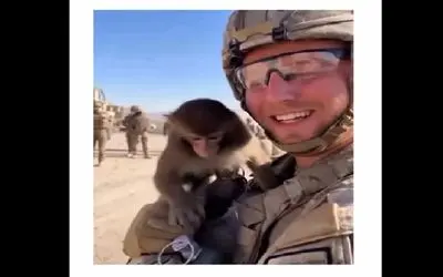 طنز حیات وحش/ کاری که این میمون با این سرباز کرد دشمن نکرده