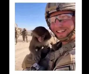 طنز حیات وحش/ کاری که این میمون با این سرباز کرد دشمن نکرده