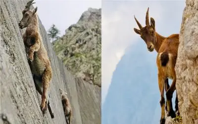 جذابیت حیات وحش؛ بز کوهی از کُرگی به جاذبه اعتقادی نداره