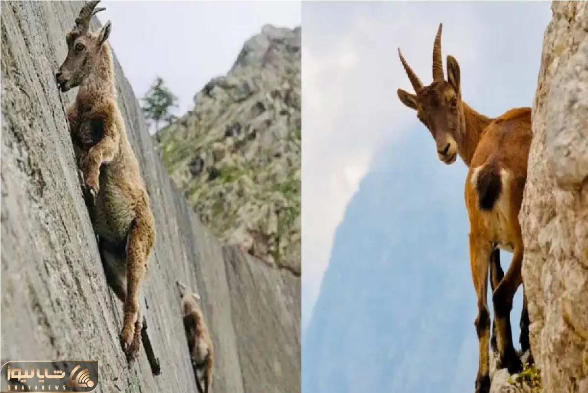جذابیت حیات وحش؛ بز کوهی از کُرگی به جاذبه اعتقادی نداره