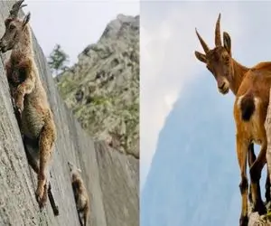 جذابیت حیات وحش؛ بز کوهی از کُرگی به جاذبه اعتقادی نداره