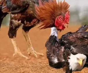 جذابیت حیات وحش؛ خروس غیرتی چش و چال عقابی که به مرغاش چپ نگاه کرده رو درآورد