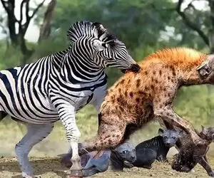 از جذابیت های حیات وحش؛  چند صحنه دلخراش و بی رحمانه از شکار شدن گورخرنگون بخت!