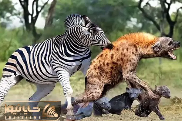 zebra