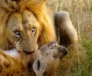 مستند حیات وحش / شیر خرخره کفتار پیر را درید