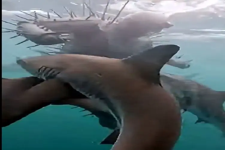 معماری طبیعت؛ مرد با لباس خار دار رفت غواصی جک و جونورای تو آب بهش سیخونک میرنن