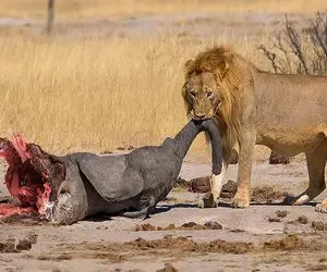 جذابیت حیات وحش؛ کفتار سفاک پوزه کومودو بلعید شیر شریر از دمش قاپید ببلعه