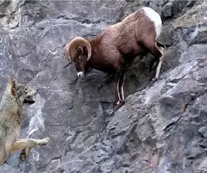 شاهکار حیات وحش؛ بز کوهی بازی جاذبه رو بلده شکارچیش رو به فنا میده