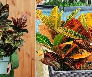 راهنمای نگهداری از گیاه کروتون / نکات مهم و حیاتی برای رشد و شادابی گیاه