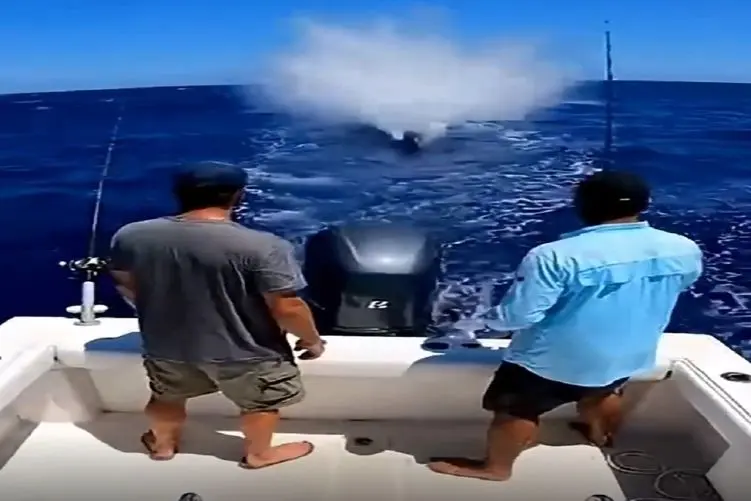 معماری طبیعت؛ کوسه خاندان مردای قایق سوار رو آوورد جلو چشمشون