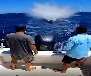 معماری طبیعت؛ کوسه خاندان مردای قایق سوار رو آوورد جلو چشمشون