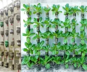 کشاورزی خلاقانه؛ با بطری پلاستیکی آب معدنی روی دیوار این باغچه ایستاده بساز محشر میشه