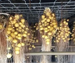 کشاورزی نوین؛ توی این مزرعه بدون خاک سیب زمینی کشت میکنن جای زمین از سقف آویزونه