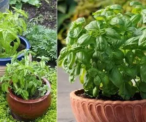 طریقه کاشت ریحان در گلدان؛ وقتایی که کباب دارید از ریحونی که خودت کاشتی بچین