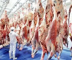 قیمت دام زنده امروز ۶ مهر ۱۴۰۳ اعلام شد/ بازار به کدام سو می رود؟