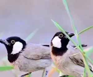 آواز اصیل؛ آهنگی که روح آدمو نوازش میکنه/ اگه واسه گوشات ارزش قائلی گوشش بده