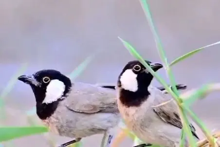 آواز اصیل؛ آهنگی که روح آدمو نوازش میکنه/ اگه واسه گوشات ارزش قائلی گوشش بده