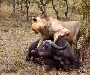 مستند حیات وحش؛ دسته‌ای از شیرها یک بوفالو را می‌کشند. یک شکار موفق.