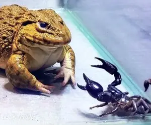 از جذابیت‌های حیات وحش؛ عقرب پرید رو صورت قورباغه تا نیشش بزنه اونم قورتش داد