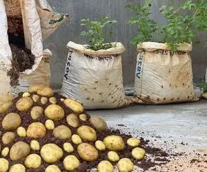 ایده های خلاقانه؛ جای باغچه تو گونی سیب زمینی بکار محشر میشه اینم یه تقویتی بمب واسش