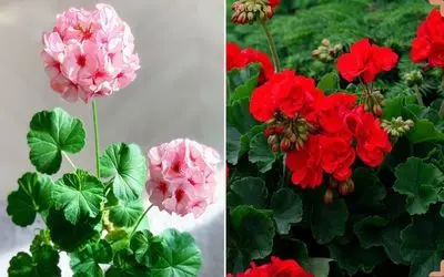 راهنمای نگهداری از گل شمعدانی / نکاتی برای شادابی و همیشه گل دار بودن گیاه شمعدانی