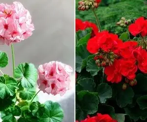 راهنمای نگهداری از گل شمعدانی / نکاتی برای شادابی و همیشه گل دار بودن گیاه شمعدانی