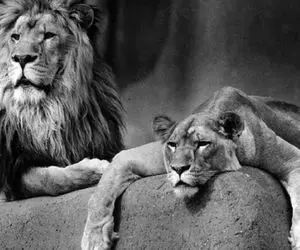 مستند حیوانی / آخرین مقاومت شیر روبه زوال و پایان دردناک این شکارچی افسانه‌ای