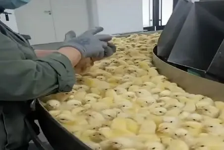 دامداری نوین؛ جوجه ها رو چک میکنن مریضه میندازه تو آشغال