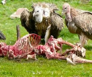 نارام زیان؛ کرکس های لاشخور تا دیدن مرده زخمی شده گوشتشو خوردن اسکلتشو گذاشتن