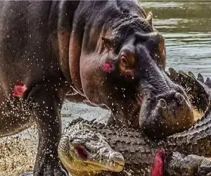 جذابیت حیات‌وحش؛ قمار مرگ و گرسنگی اسب آبی در آرواره‌های تمساح 