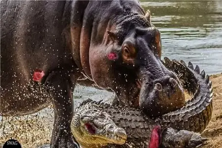 جذابیت حیات‌وحش؛ قمار مرگ و گرسنگی اسب آبی در آرواره‌های تمساح 