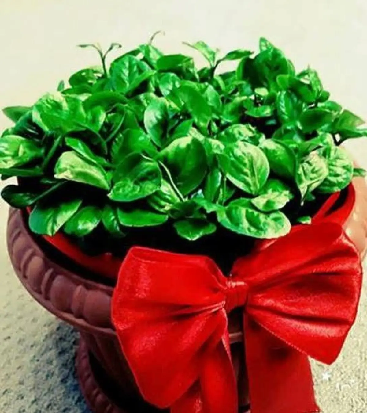 کاشت سبزه هسته پرتقال