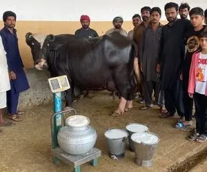 فرآوری گاو؛ گاو تنومندی که اینقدر حجم شیرش زیاده اگه کل روستا بدوشن بازم شیر داره