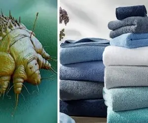 تاریخ انقضای حوله حمام و حوله دستی؛ در غیر این صورت باکتری ها شما را میبوسند!